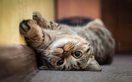 Spoil your cat with these delicious cat snacks!