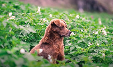 Can dogs eat sweet potato?