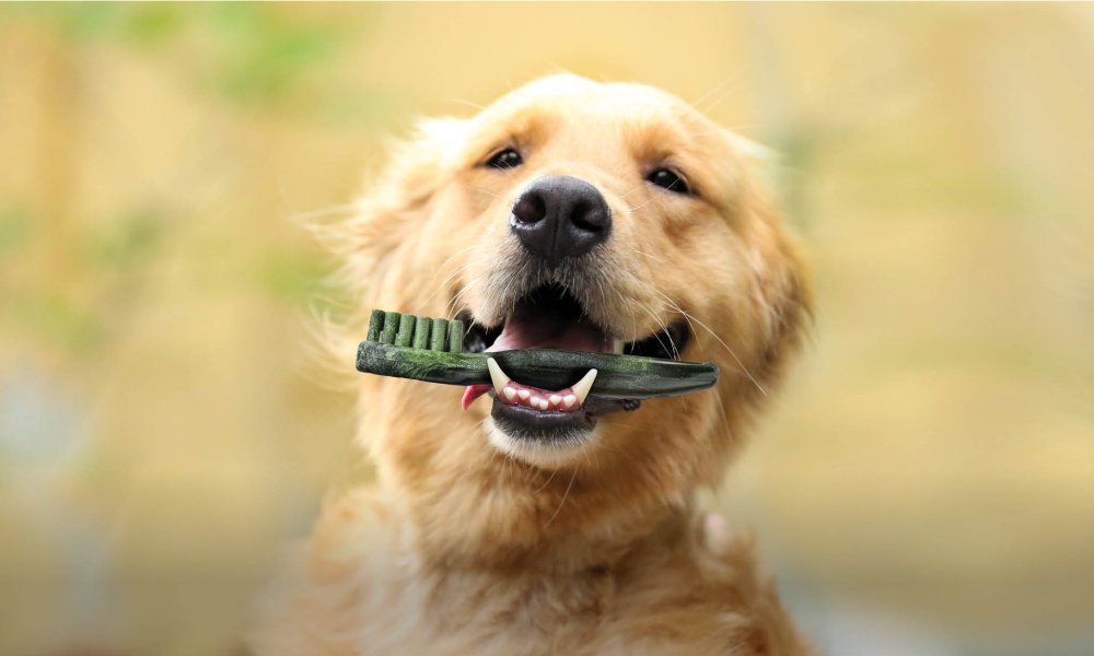 Dental cleaning tips for dogs