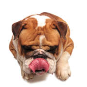 Natural premium pet nutrition