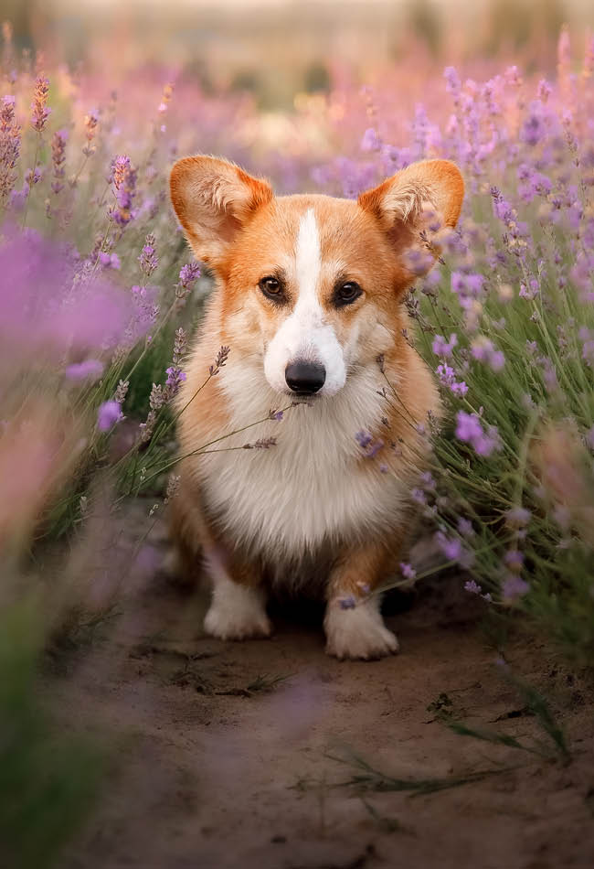 Top-rated snacks pets love